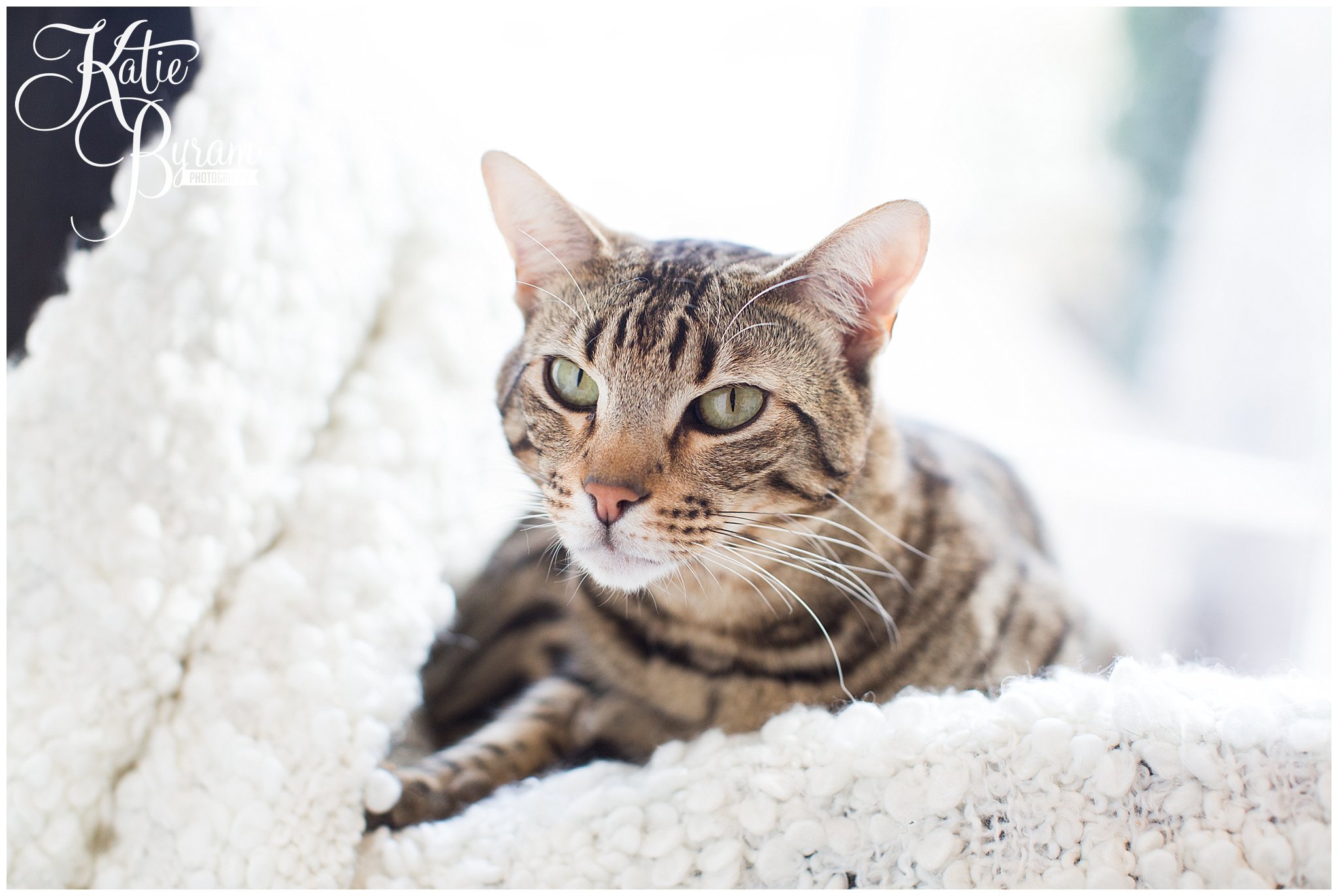 Visit to Maison De Moggy: Review of Edinburgh’s AMAZING cat cafe!