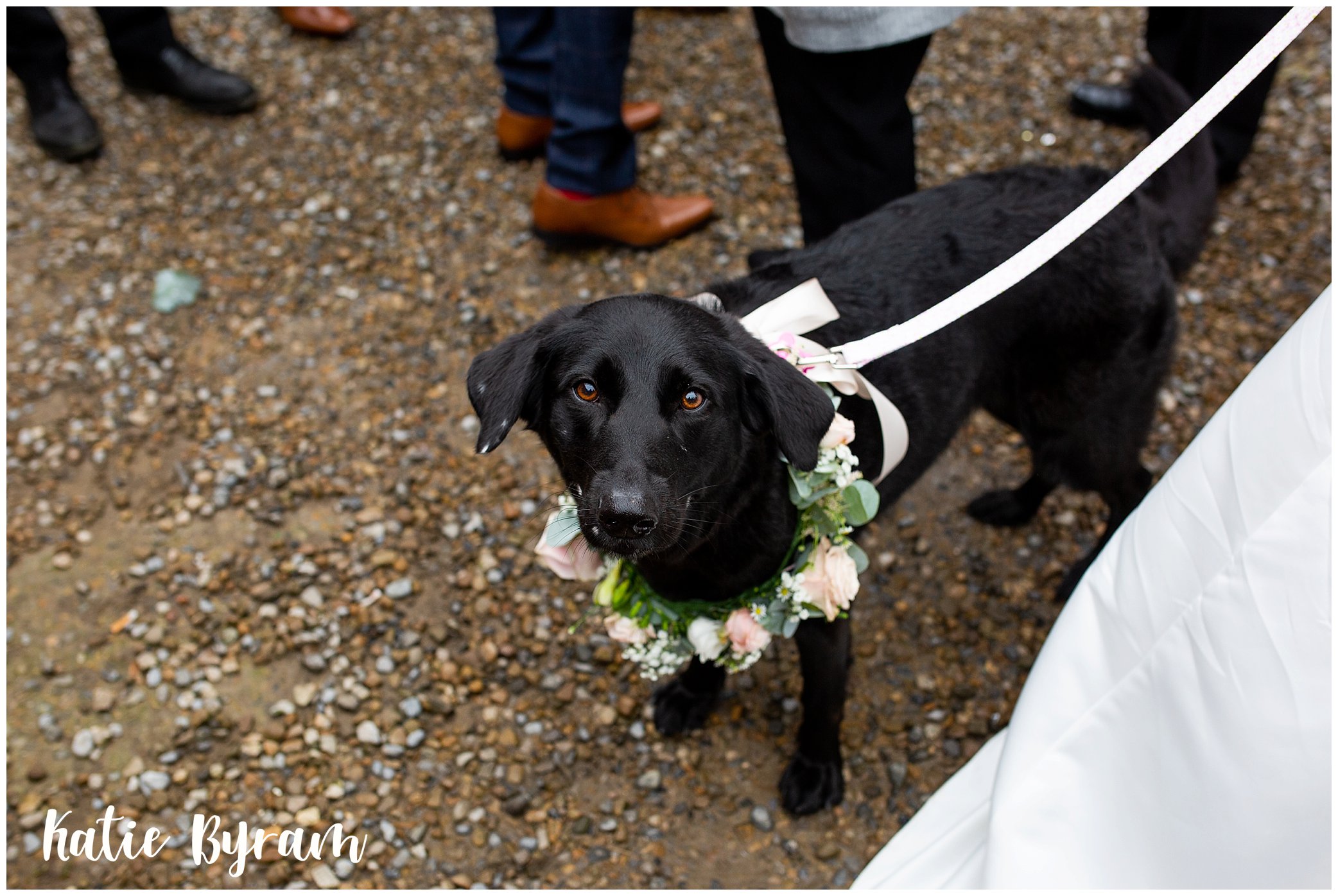 Martin & Sam’s High House Farm Brewery Wedding With a Dog Bridesmaid!