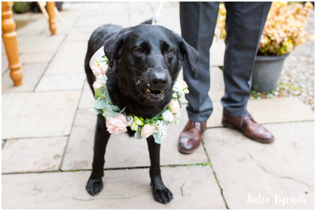 dog at wedding, dog friendly wedding