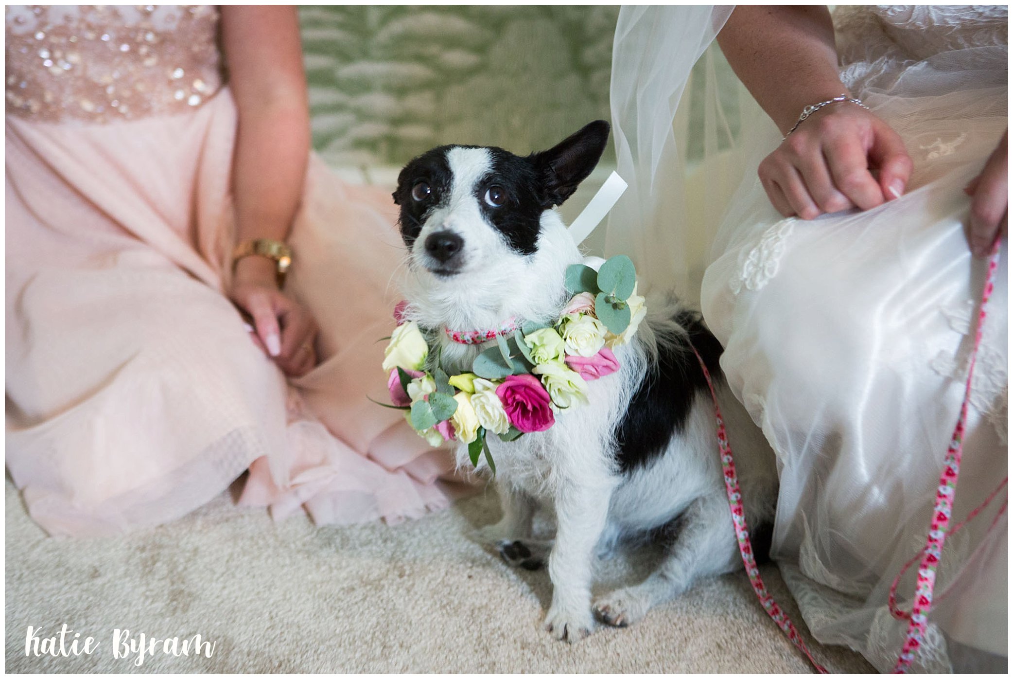 7 top tips to plan a dog friendly wedding!